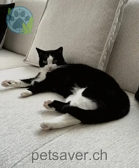 chatte lost 18a Derendingenstrasse 4562 Biberist Yura