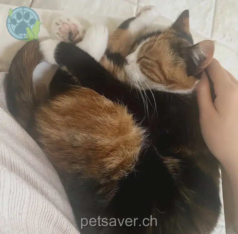 chatte lost 22 St. Annaweg 4112 Flüh Elsa