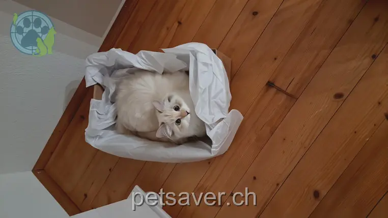 chatte lost 4 Nothelferweg 4658 Däniken 07.03.2026