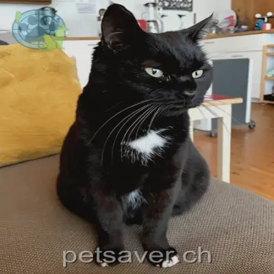 chatte lost 77 Plattenstrasse 5015 Erlinsbach (SO) Bori