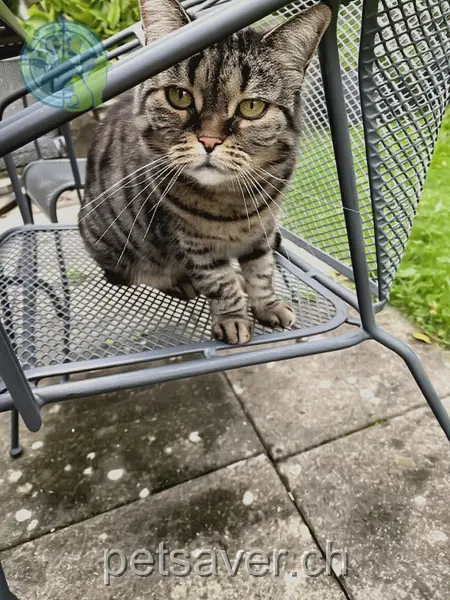 chatte lost 17 Golpen 4657 Dulliken Kira