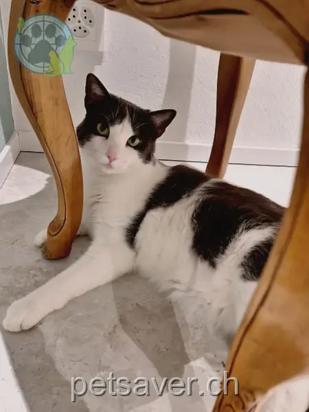 chatte lost 8 Burmattstrasse 4652 Winznau Psari