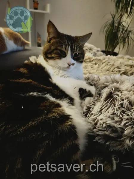 chatte lost 66 Bättelweg 4618 Boningen Tigi