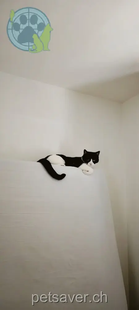 chatte lost 1 Kreuzackergasse 4509 Soleure May