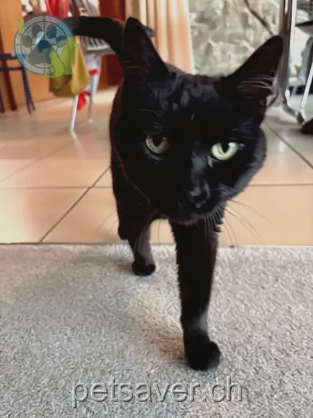 chatte lost 9 Zeltnerweg 4522 Soleure Mimi