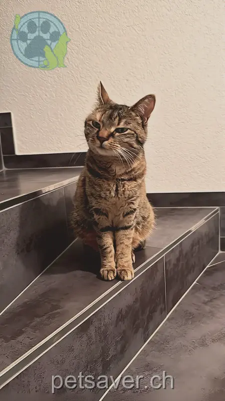 chatte lost 5 Oberer Weingartenweg 2545 Saucy Nala