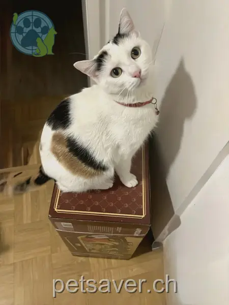 chatte lost 51 Sportstrasse 2540 Granges Pisika