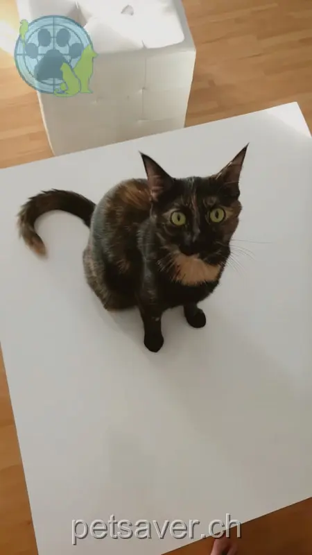 chatte lost 14 Sagmattstrasse 4710 Balsthal Daisy