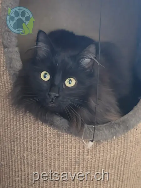 chatte lost 124 Hinter-Hauberg 4717 Mümliswil-Ramiswil Luna