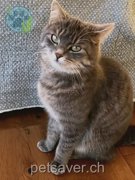 chatte lost 8 Rainstrasse 4703 Kestenholz Stella