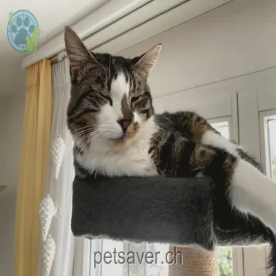 chatte lost 6 Mätteli 8840 Einsiedeln Simba