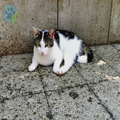 chatte lost 46 Haltikerstrasse 6403 Küssnacht (SZ) Joya