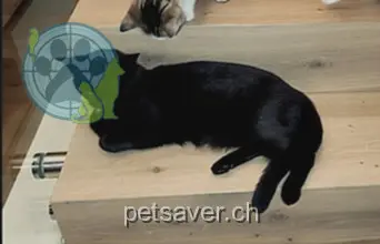 chatte lost 6 Bachtelstrasse 8855 Wangen (SZ) Luna