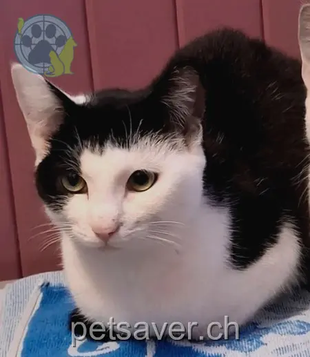 chatte lost 67 Eisenburg 8854 Siebnen Mona