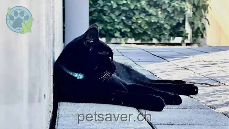 chatte lost     Salem