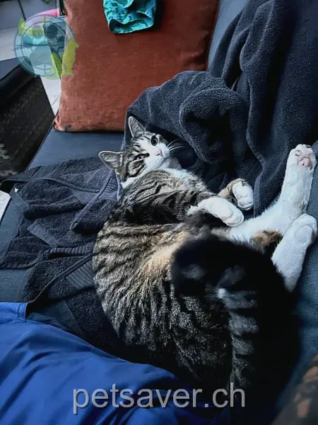 chatte lost 30 Walhallastrasse 9320 Arbon Mia