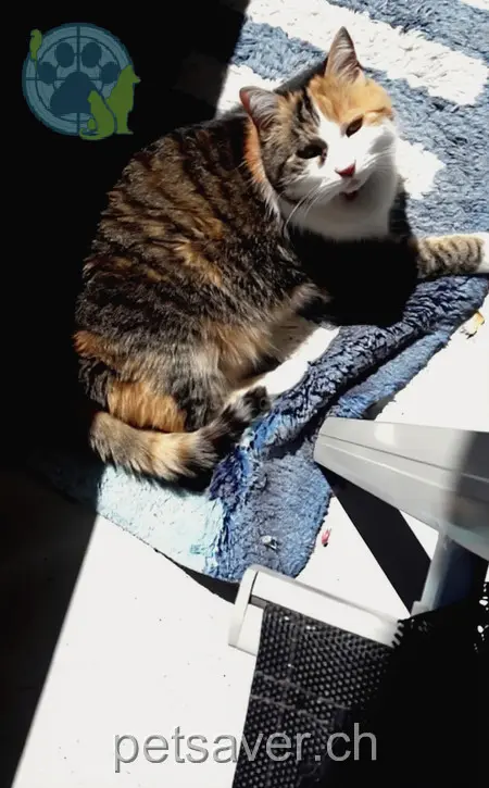 chatte lost 3 Wuhrstrasse 8580 Hagenwil b. Amriswil Mizi