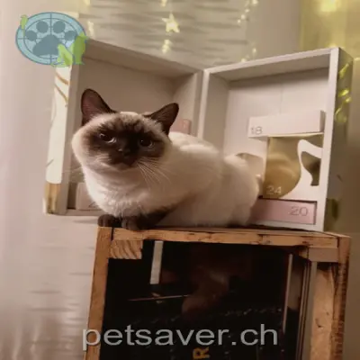 chatte lost 33 Höhenstrasse 9320 Arbon Skippy