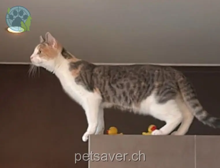 chatte lost 4 Scheidweg Ost 9320 Arbon Yuna