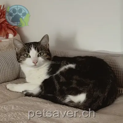 chatte lost 9 Frauenfelderstrasse 8500 Gerlikon Antek