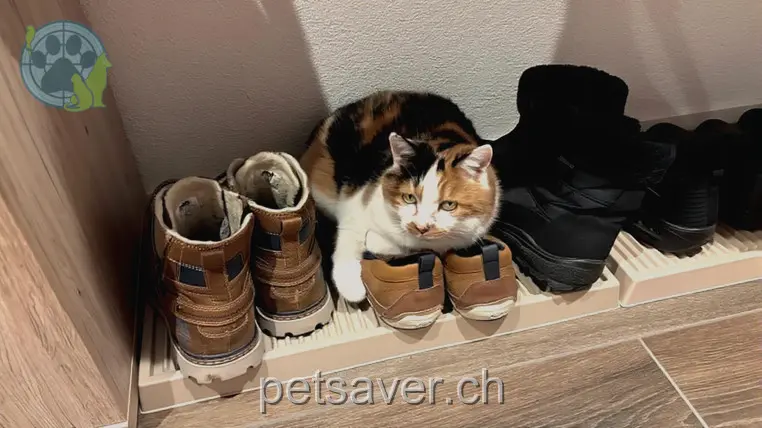 chatte lost 56 Hauptstrasse 8264 Eschenz Leni