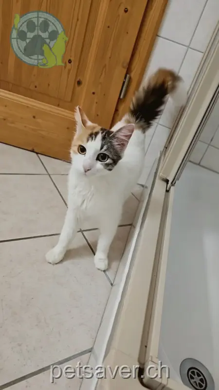 chatte lost 4 Badistrasse 9507 Stettfurt Luna