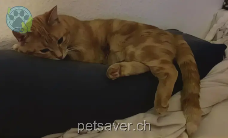 chatte lost 7 Pflanzschulweg 8500 Frauenfeld Molly