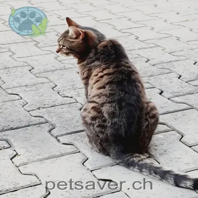 chatte lost  Bethelhausen 8546 Islikon Tigi