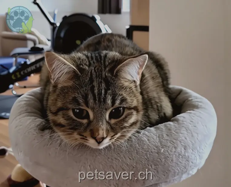 chatte lost 5 Breitwies 8532 Warth Kaya