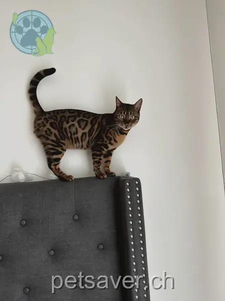 chatte lost  Hauptstrasse 8273 Triboltingen Diva