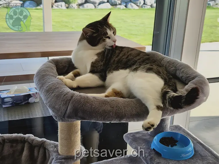 chatte lost 15 Unterdorfstrasse 8595 Altnau Java