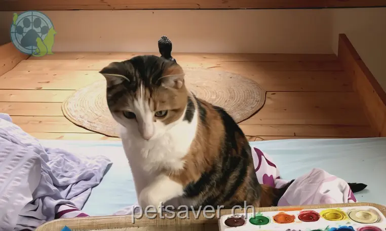 chatte lost 8 Oberwies 8574 Oberhofen TG Lulu