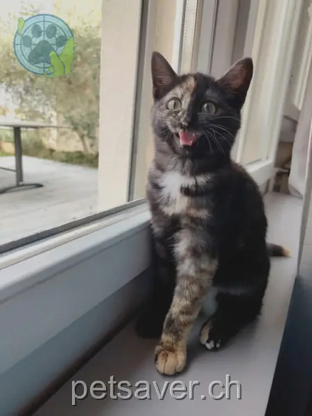 chatte lost 2 Pfaffenhof 8598 Bottighofen Zita