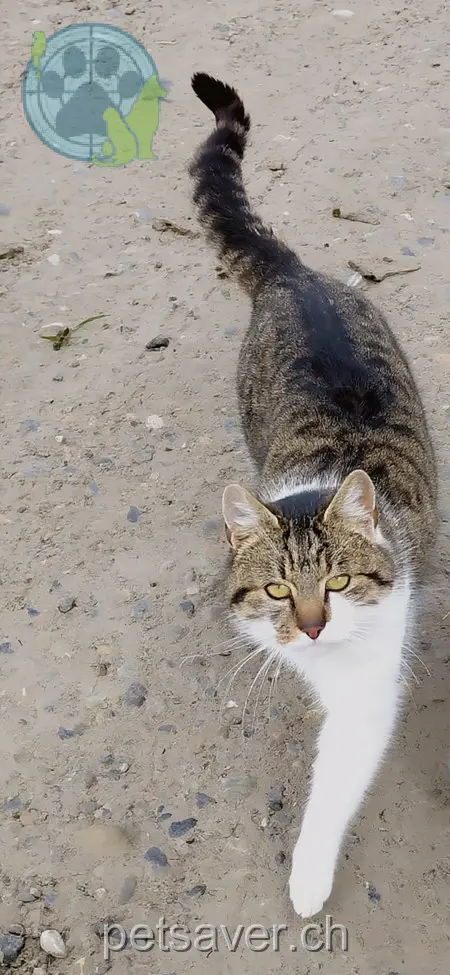 chatte lost 241  9502 Braunau Jacky