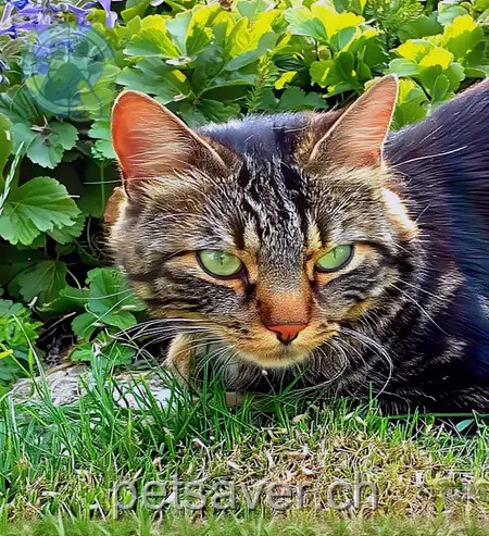 chatte lost 9 Huuswis 9545 Wängi Jana