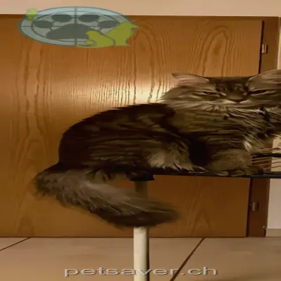 chatte lost 8  8495 Fischingen Leila