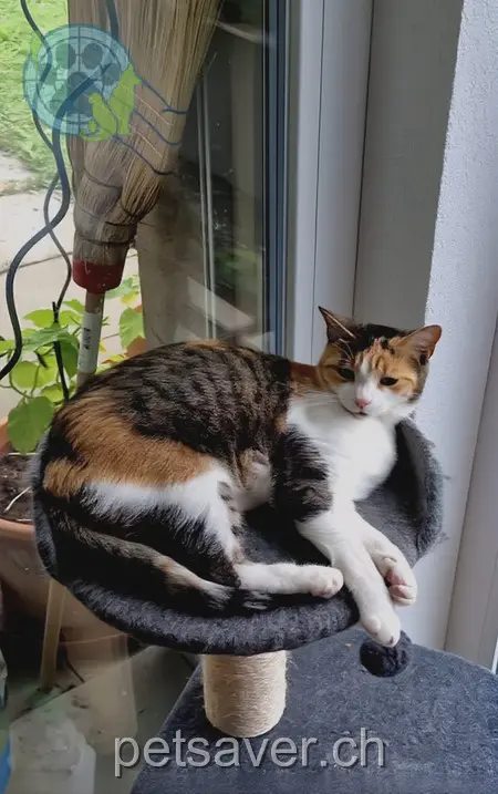 chatte lost 7 Oberdorfweg 8357 Guntershausen b. Aadorf Nala