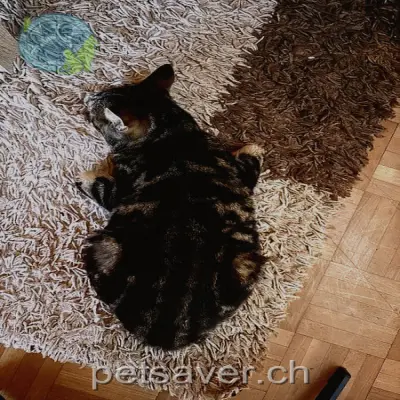 chatte lost 12 Violastrasse 9535 Wilen (TG) Syla