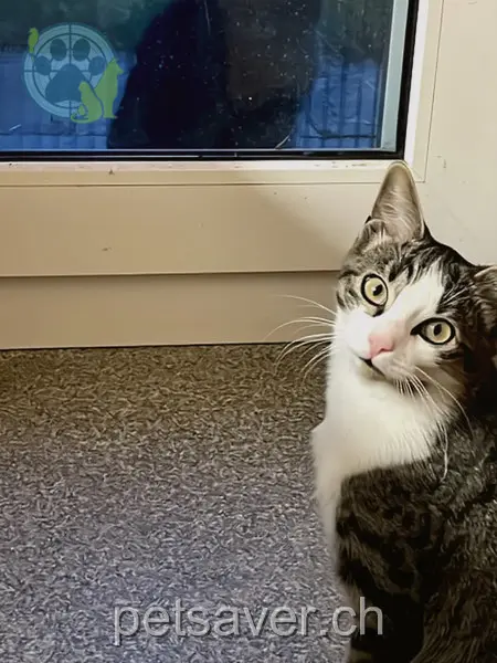 chatte lost 4  9225 Wilen (Gottshaus) Mia