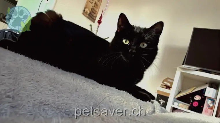 chatte lost 5 Oberfeldstrasse 9214 Kradolf Liu