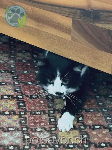 chatte lost 18 Bädlistrasse 8575 Istighofen Mevan