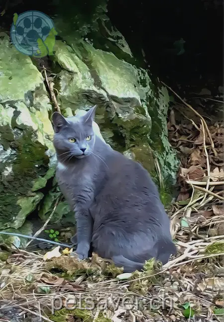 chatte lost 35 Via Pozzo 6722 Prugiasco Grigina