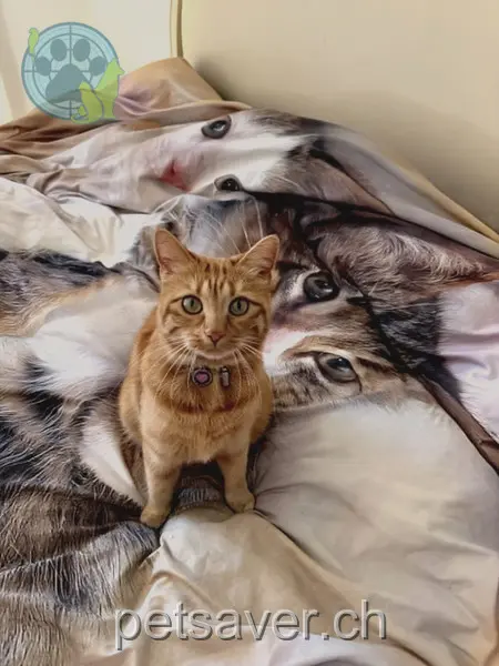 chatte lost 32 Via Segheria 6722 Acquarossa Megan
