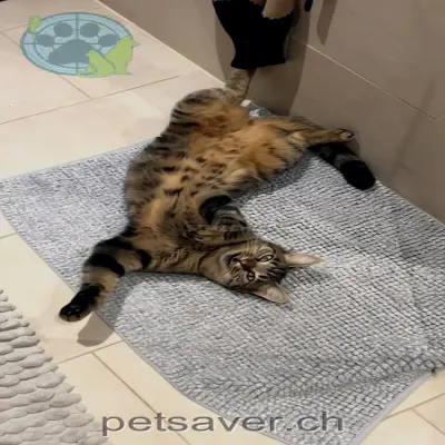 chatte lost 35 Jedergass 9487 Bendern Bella