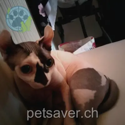 chatte lost 7 Route du Marais-Rond 1847 Rennaz Fiona