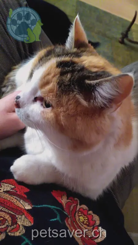 chatte lost 2 Chemin de la Biolleyre 1066 Épalinges Cléo