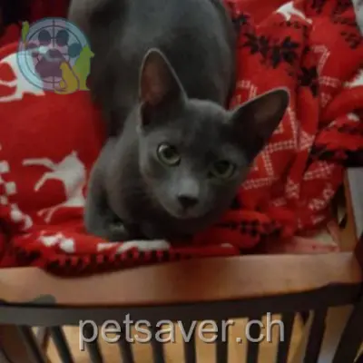 chatte lost 1 Chemin des Piécettes 1052 Le Mont-sur-Lausanne Katy