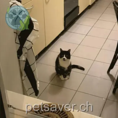 chatte lost 38 Avenue Louis-Vulliemin 1005 Lausanne Lenina