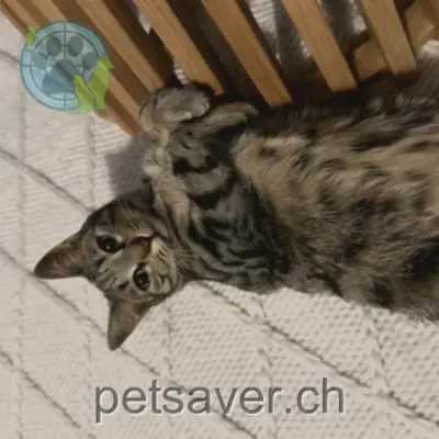 chatte lost 36 Chemin de Bérée 1010 Lausanne Simba