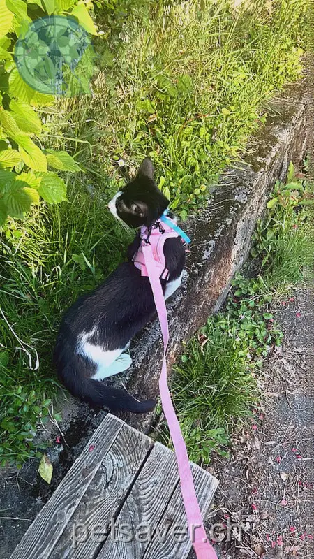 chatte lost 30 Chemin de la Grangette 1010 Montblesson Yara